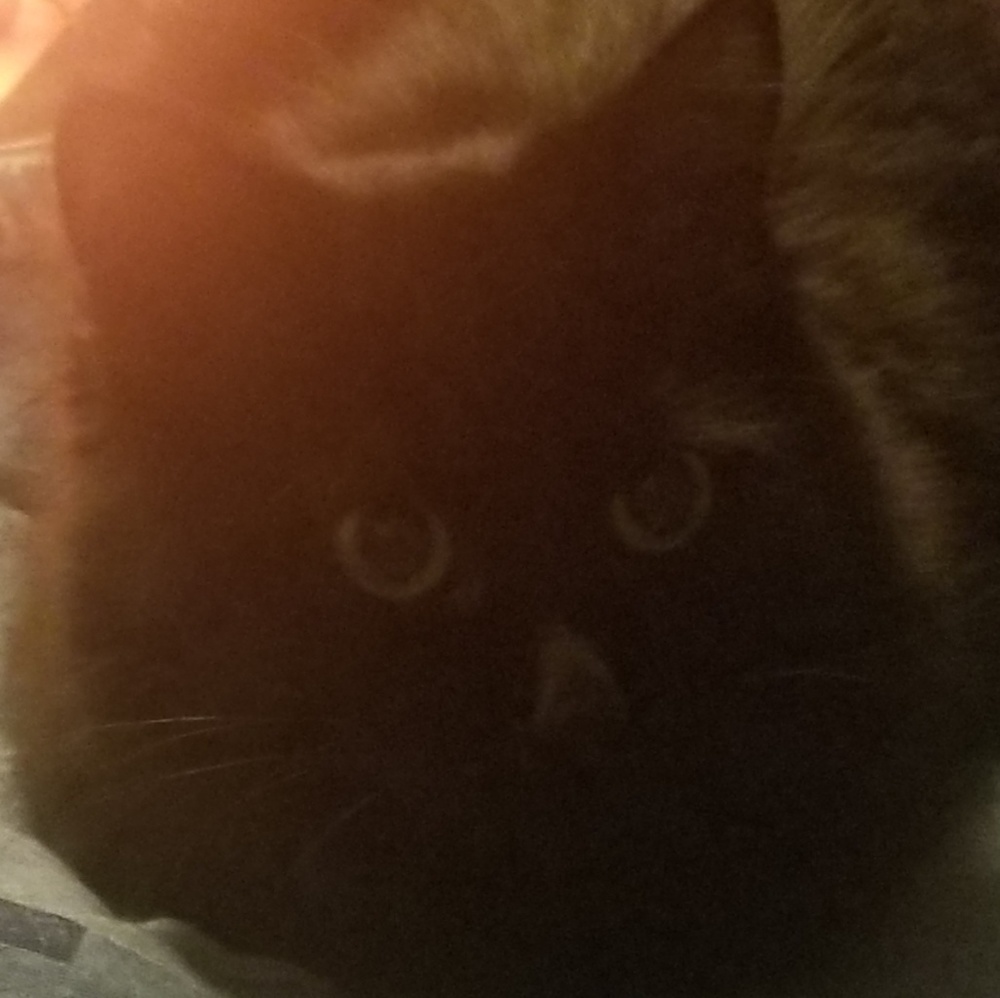 Meet your Posher, Sage